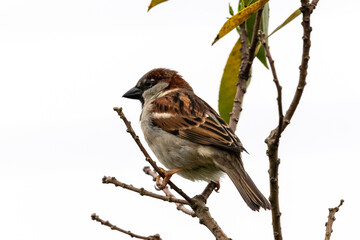 Bird resting in the tree