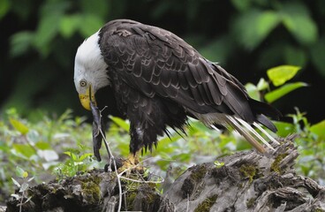 Bald Eagle