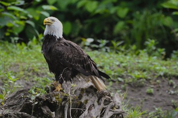 Bald Eagle