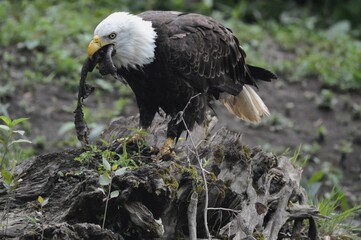 Bald Eagle