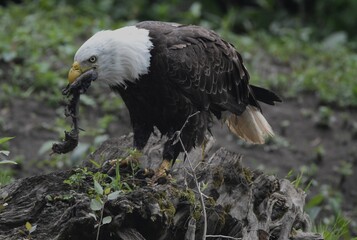 Bald Eagle 