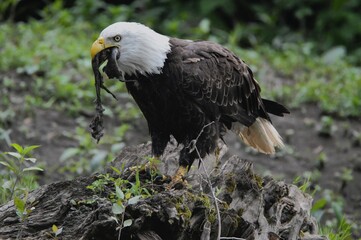 Bald Eagle