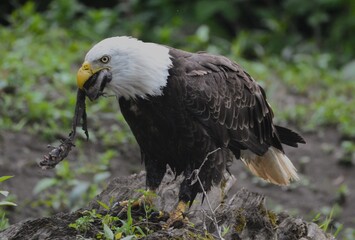 Bald Eagle