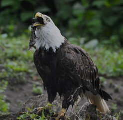 Bald Eagle