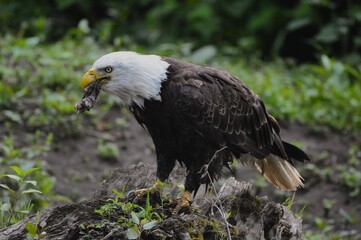 american bald eagle