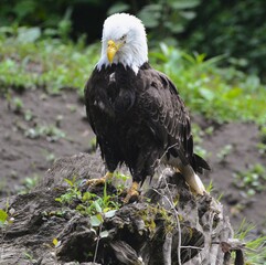 american bald eagle