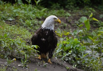 Bald Eagle