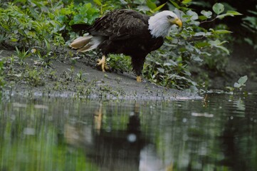 Bald Eagle