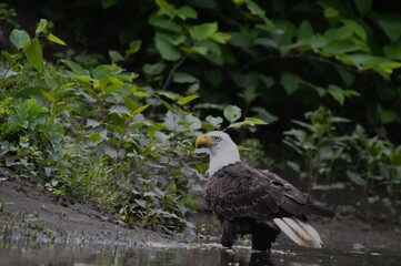 Bald Eagle