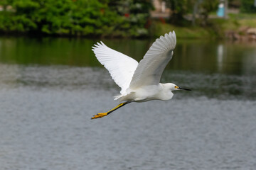 Light flight of the heron