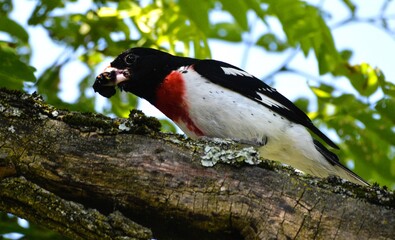 Rose Breasted Grosbeak foraging on mulberries