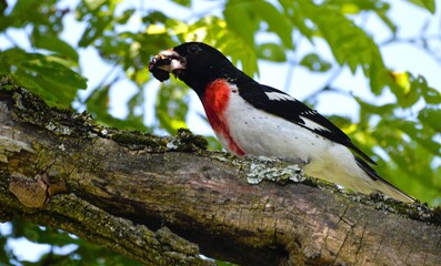 Rose Breasted Grosbeak foraging on mulberries