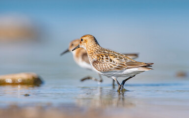 Little stint (Calidris minuta) is a wetland bird that lives in the northern parts of the European and Asian continents. It feeds in swampy areas.