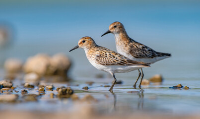 Little stint (Calidris minuta) is a wetland bird that lives in the northern parts of the European and Asian continents. It feeds in swampy areas.