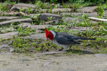 Beautiful bird with red head feathers