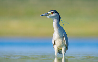 Black-crowned Night Heron (Nycticorax nycticorax) is a wetland bird found in suitable habitats in Asia, Europe, America and Africa. It hunts especially at sunset and sunrise.