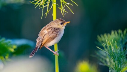 
This Delicate prinia (Prinia lepida) baby has just left the nest and still needs help from its parents in feeding.
