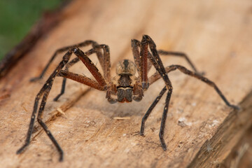 Close-up of a beautiful male common rain spider (Palystes superciliosus), a species of huntsman spider