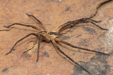 Close-up of a beautiful male common rain spider (Palystes superciliosus), a species of huntsman spider