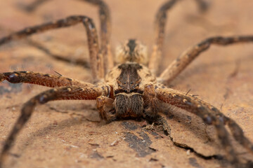 Close-up of a beautiful male common rain spider (Palystes superciliosus), a species of huntsman spider