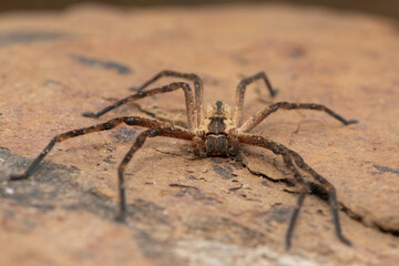 Close-up of a beautiful male common rain spider (Palystes superciliosus), a species of huntsman spider