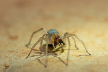 A venomous sac spider (Cheiracanthium sp.) on a rock