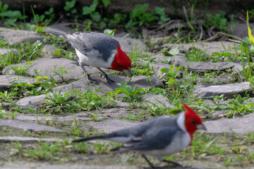 Beautiful bird with red head feathers