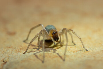 A venomous sac spider (Cheiracanthium sp.) on a rock