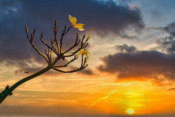 BEAUTIFUL FLOWER AND BEAUTIFUL SKY.