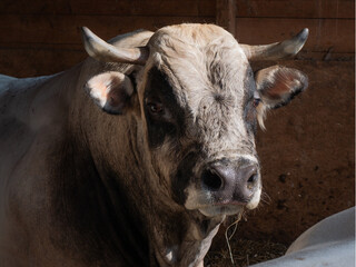 Majestic Piedmontese bull standing in a barn