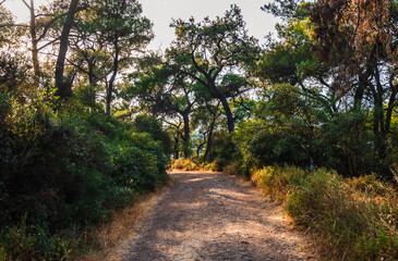 Forest path through lush trees. A dirt path winds through a dense forest, lined with lush greenery and tall trees. Sunlight peeks through the canopy.