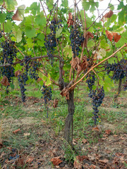 Drought-Stricken Vineyard Shows Withered Grapes Due to Climate Change