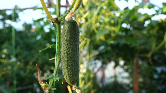 cucumber hanging on a stem with leaves in a greenhouse on a farm