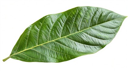 Obraz premium Mango leaf isolated on white. Clipping Path.