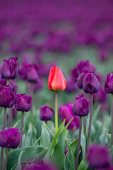 Fototapeta premium Field of tulips, mass of deep purple flowers in full bloom and blurred with one bright red tulip standing out from the rest and in focus, closeup of colorful fresh spring growth as a nature background