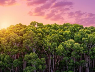 Obraz premium Aerial view of lush eucalyptus trees under a vibrant, colorful sky with the sun setting in the background. The scene is serene and nature-focused.