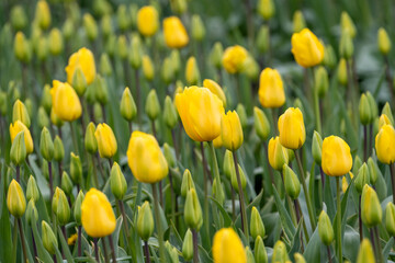 Fototapeta premium Field of tulips, most in bud form with bight yellow flowers in full bloom mixed in, closeup of colorful fresh spring growth as a nature background 