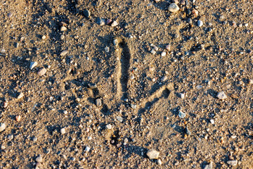 Close up of a Ring-necked pheasant (Phasianus colchicus) track on a gravel road in North Dakota during summer.