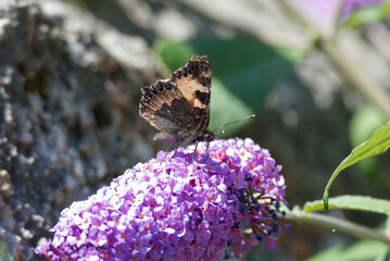 Small tortoiseshell butterfly (Aglais urticae) perched on summer lilac in Zurich, Switzerland