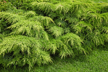 Large green juniper bush in a summer park