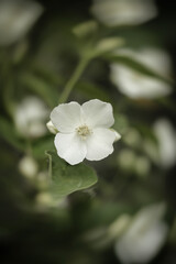 white flower
