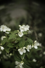 lily of the valley in the rain