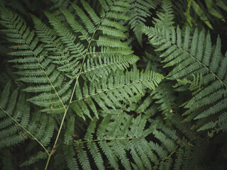 Green leaves in the forest background