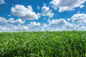 Obraz premium A serene landscape featuring a vast expanse of green grass under a bright blue sky, perfect for use as a tranquil background or scenery