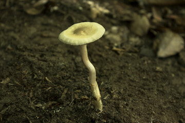Wild mushrooms growing in the forest. Mushroom (fungi)