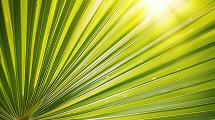 Obraz premium Radiant tropical palm leaf texture in sunlight