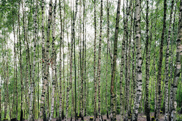 Obraz premium Birch tree forest background