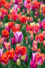 Obraz premium Mass of tulips planted in a spring garden, vibrant blooms in red, purple, orange, pink, and yellow, flowers blooming as a nature background