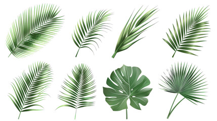 Collection of Eight Tropical Green Palm Leaves Isolated on White Background