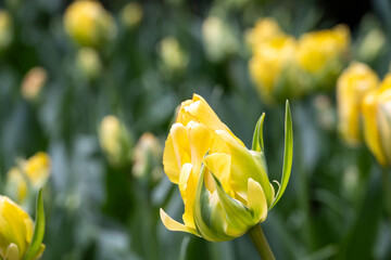 Field of tulips, yellow tulips with green markings, closeup of colorful fresh spring growth as a nature background
